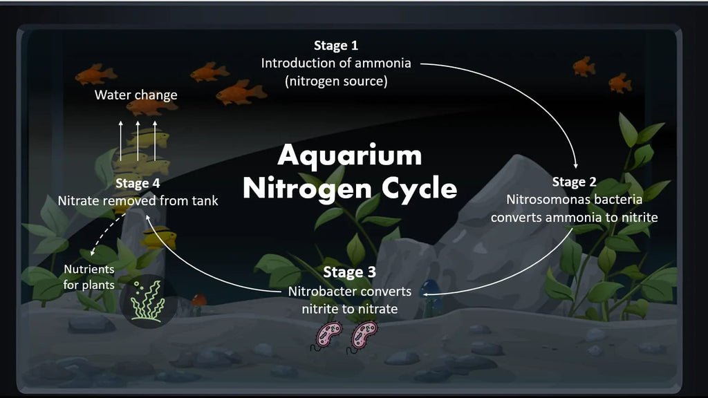 How to Cycle an Aquarium
