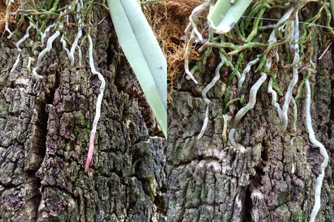 Roots of Epidendrum (syn. Coilostylis parkinsoniana) parkinsonianum.