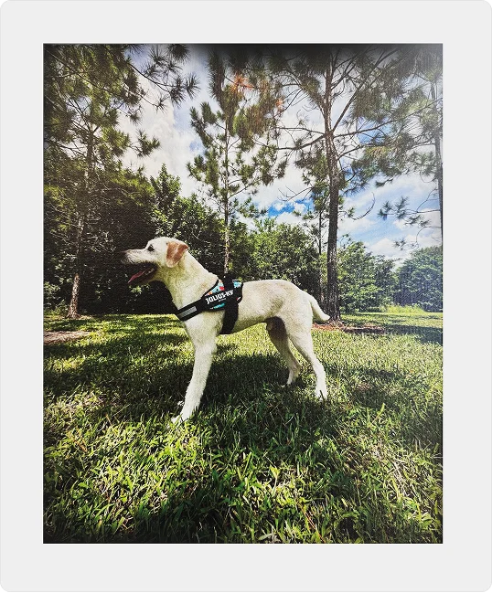 A Dog Standing in a Lush Green Park.webp__PID:15d8dd7d-3546-44dd-8c72-24908f18d530