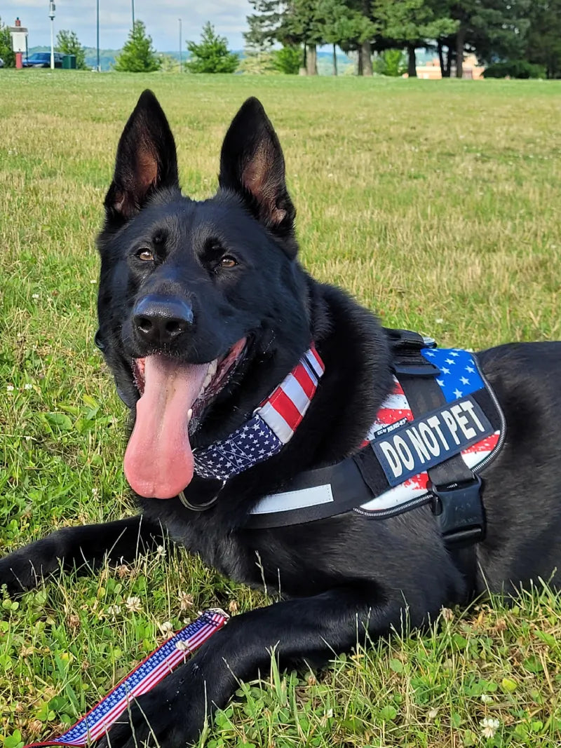 black_dog_with_erect_ears_and_a_long_tongue_visible__PID:40ee7848-3a3f-4d7e-9cbf-af9ea46fd2be