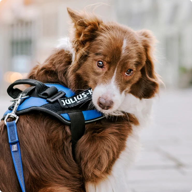 dog-biting-a-patch.webp__PID:482f3844-2c18-492c-84ef-74432a90e541