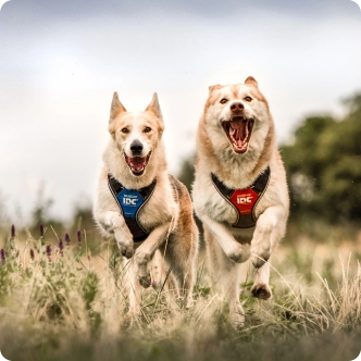 happy_running_dogs.webp__PID:2f38442c-1889-4cc4-af74-432a90e541f6
