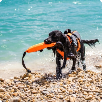 playful_swimming_dog.webp__PID:38442c18-892c-44ef-b443-2a90e541f6b5