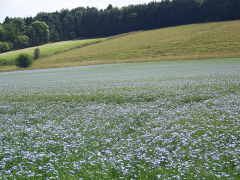 flax field