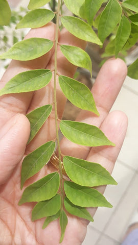 Curry leaves 