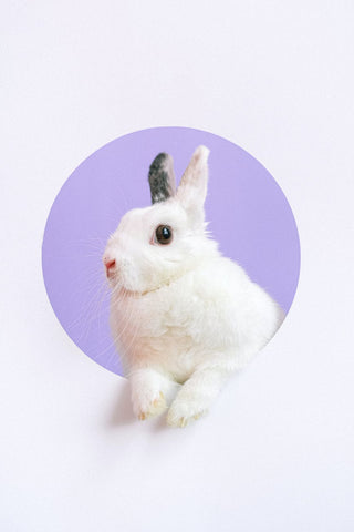 a white bunny with black ears popping out of a cut out