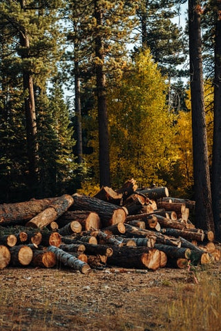 Logs of wood cut in a forest 