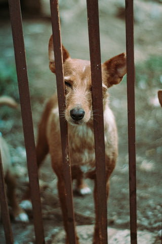 A brown dog behind metal bars 