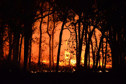 A forest fire 