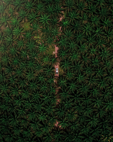 Huge acres of Palm plantation 