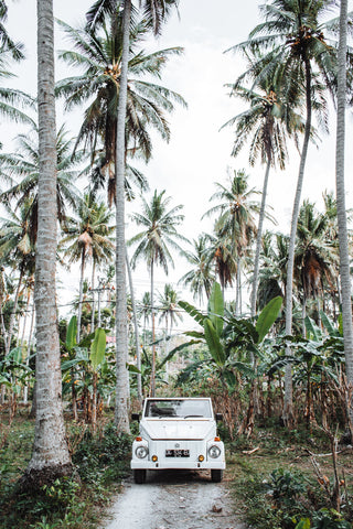 A white jeep parked around palm trees 