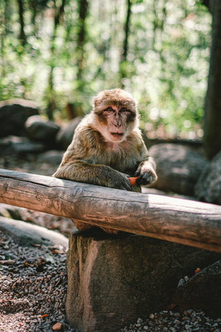 A monkey in a forest leaning over a wood with a fruit in its hands