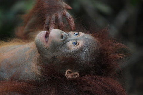 A lying Orangutan with red hair