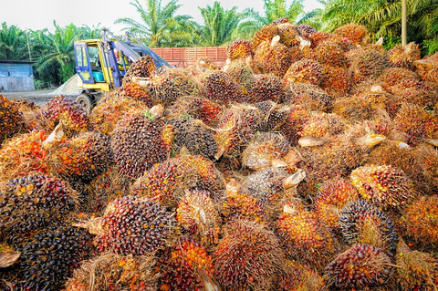 Hundreds of orange - brown plucked palms 