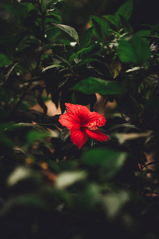 Hibiscus leaves 