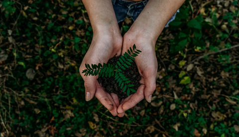 Hands holding a small sapling along with mud