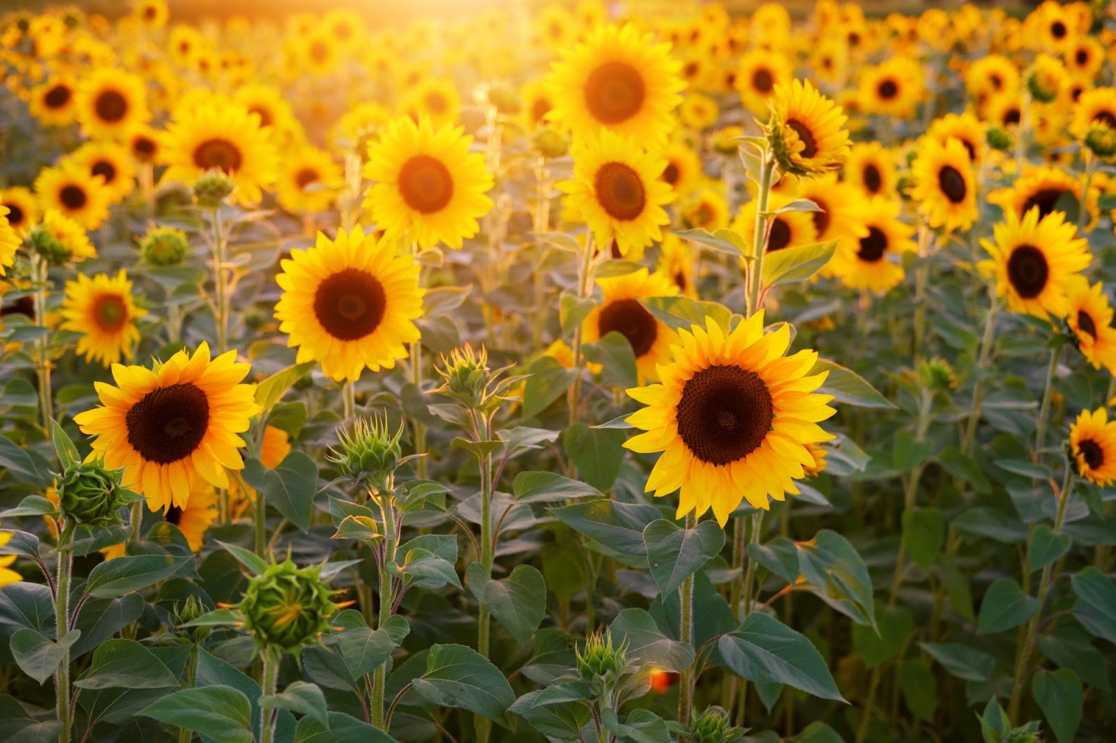 All About Sunflowers: 10 Beautiful Facts About Sunflowers ...
