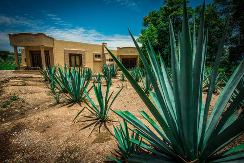 A Beginner’s Guide to Tequila: Agave