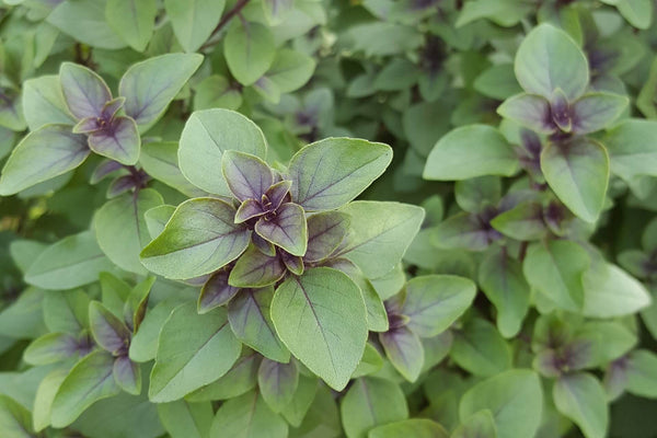 Het Heilige Basilicum Tulsi