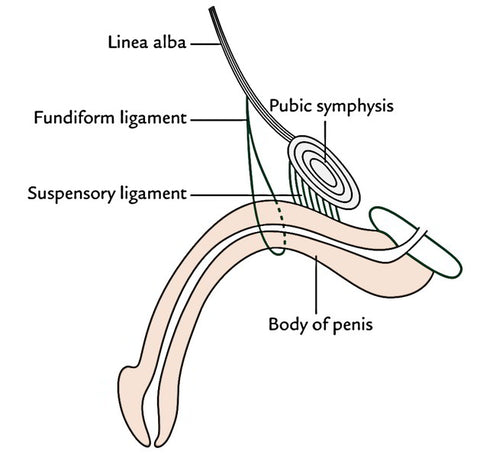 Ligament stretch penis Penis Injury