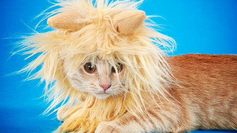 diy lion cat costume