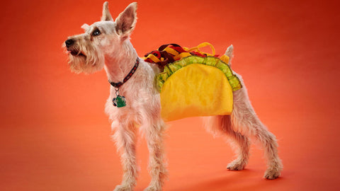 diy taco dog costume