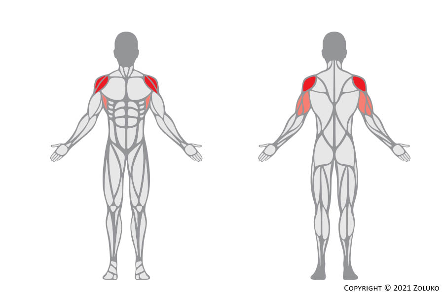 Cable Shoulder Press - Fitness Oefening - Welke Spieren - Anatomie