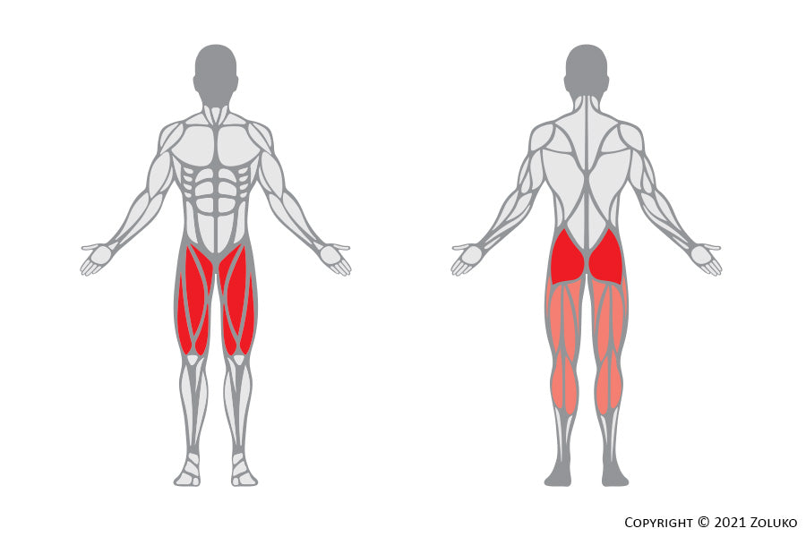 Cable Squat - Fitness Oefening - Welke Spieren - Anatomie