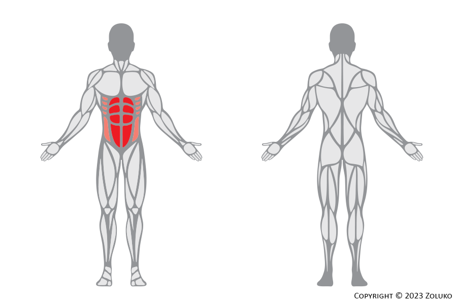 Muscle Anatomy - Cat Back Abdominal - Fitness Trilplaat