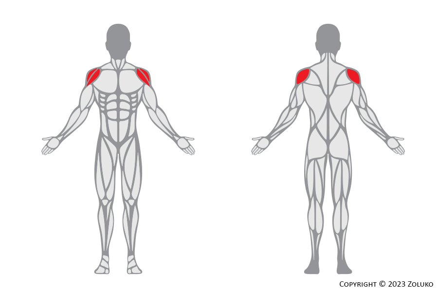 Muscle Anatomy - Cross Raise - Fitness Trilplaat