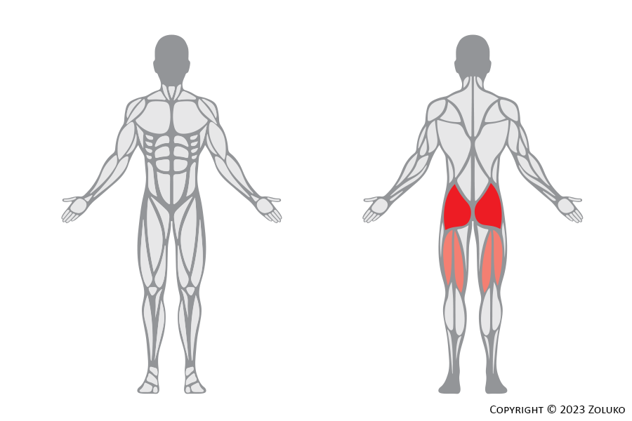 Muscle Anatomy - Gluteus Raise - Fitness Trilplaat