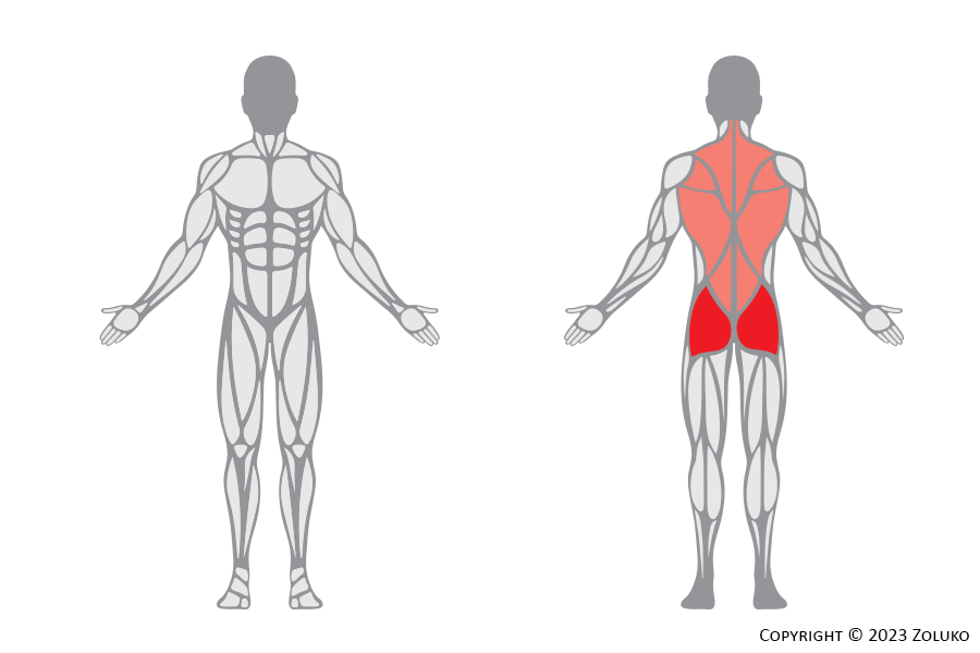 Muscle Anatomy - Hip Raise - Fitness Trilplaat