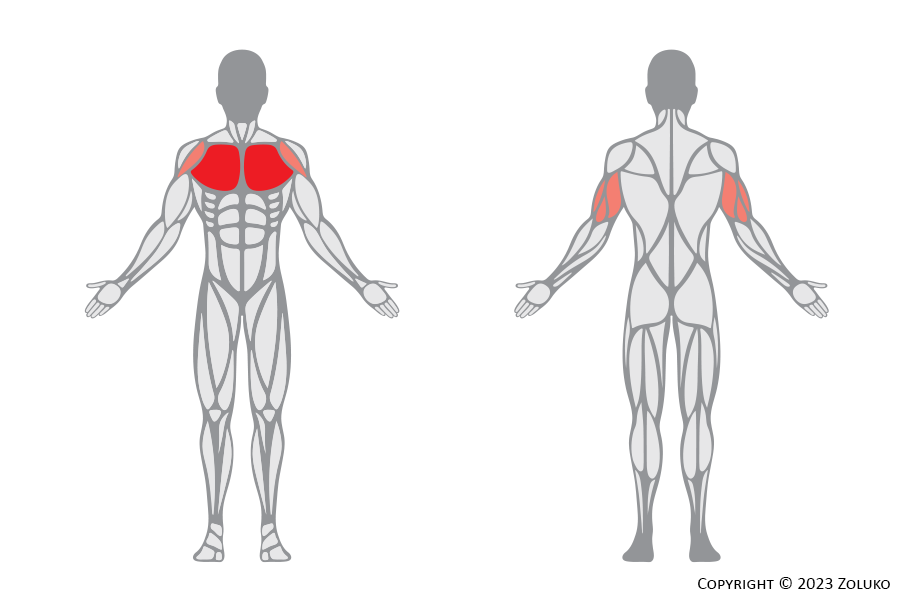 Muscle Anatomy - Push Up - Fitness Trilplaat