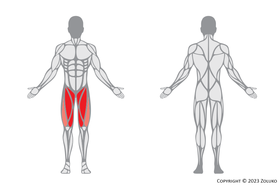 Muscle Anatomy - Squat Half - Fitness Trilplaat