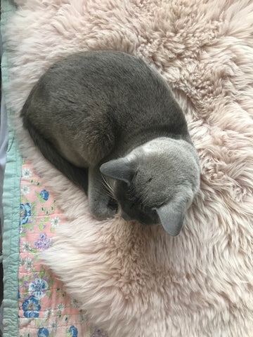 cat sitting on Binibamba sheepskin rug