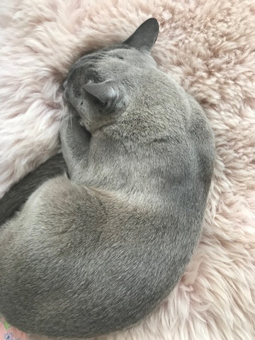 cat sitting on rose British sheepskin rug from binibamba