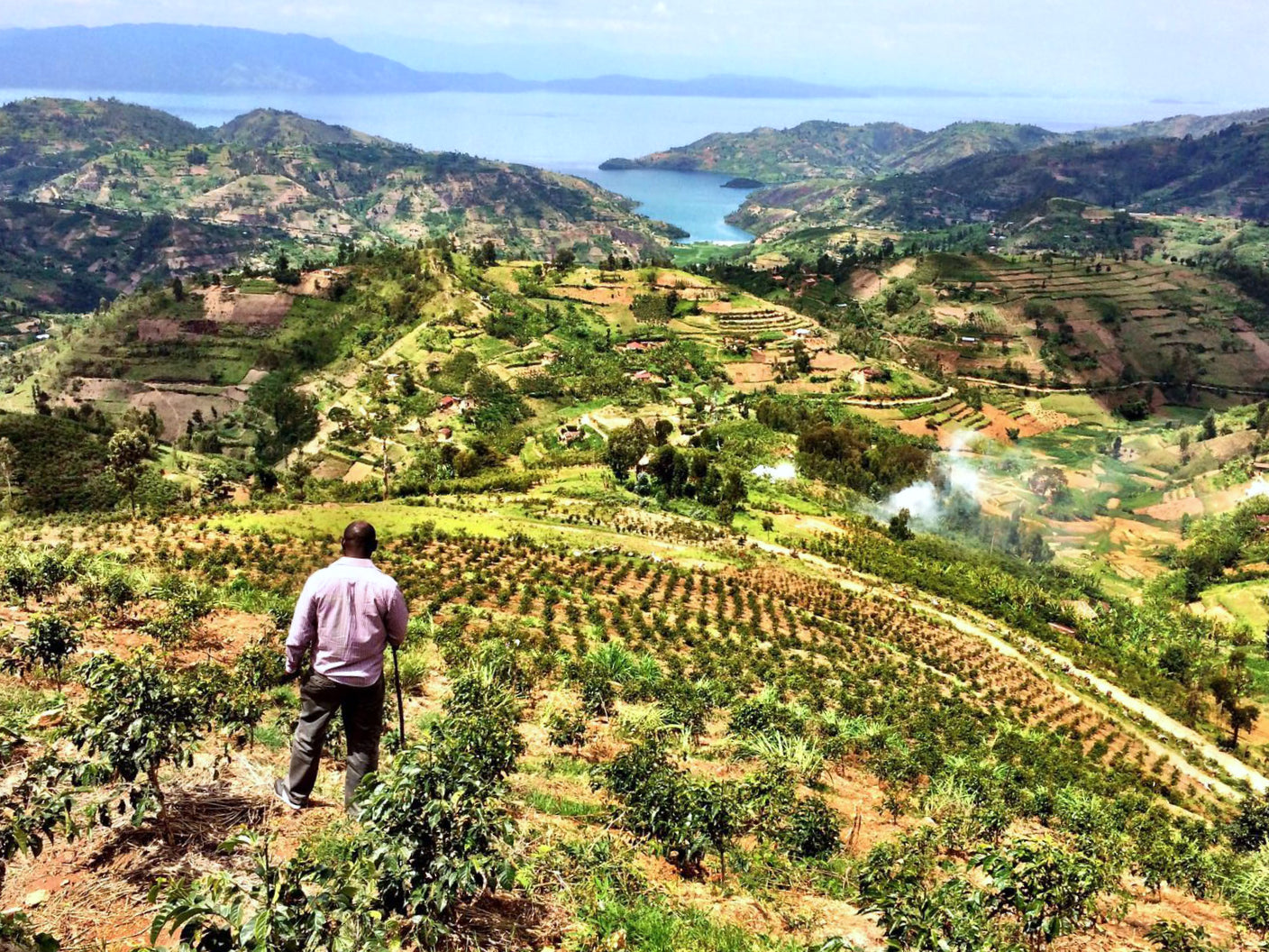 View of Lake Kivu in the background. In the foreground you can see a man with his back to the camera, green hills and coffee plants.