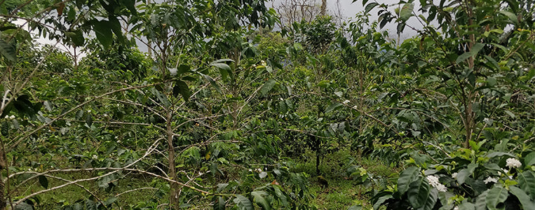 Colombia Tabi coffee plants in the tropical climate of the Tolima region, Colombia.