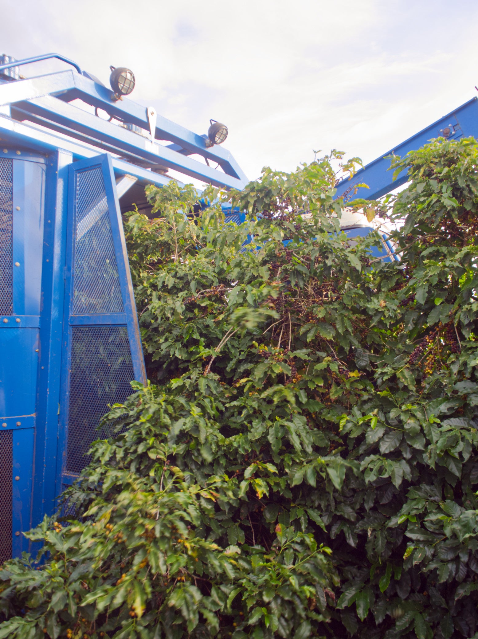 Kaffeeerntemaschine auf einer Farm in Brasilien, die Mats 2022 besucht hat.