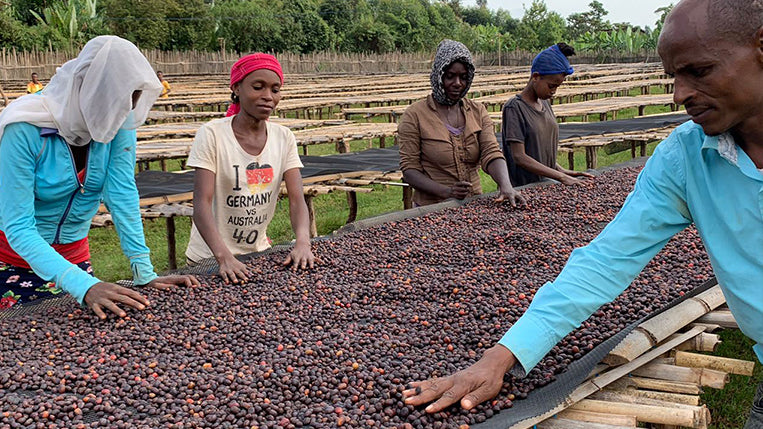 Employees turn the coffee cherries for our Ethiopia Hambela on a farm in Ethiopia.