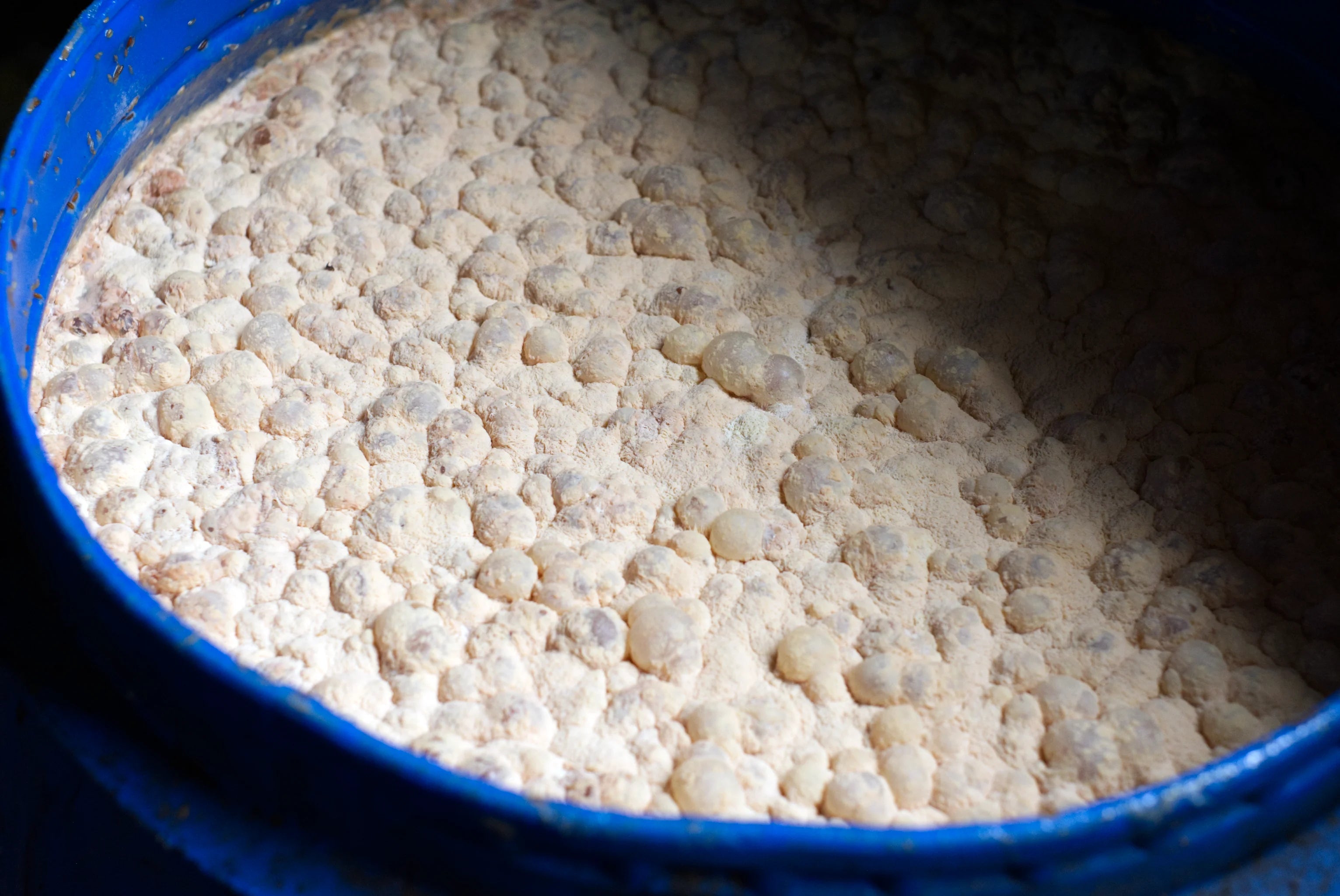 Coffee fermentation in barrels with added yeast.