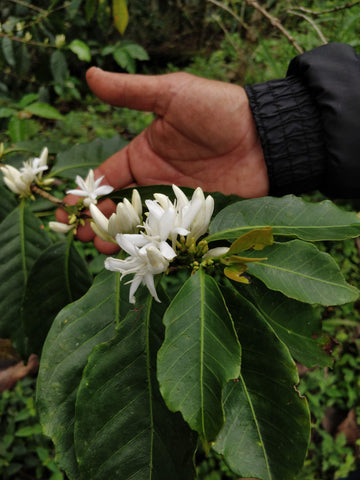 Coffee flowers in white with leaves and hand.