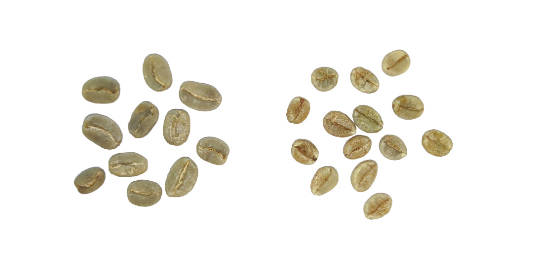 Kaffeebohnen Arabica und Robusta im Vergleich auf weißem Hintergrund. Es wird deutlich, dass die Arabicabohnen länglicher sind und einen geschwungenen Schnitt in der Mitte aufweisen, während die Robustabohnen kleiner und rundlicher sind und einen geraden Schnitt aufweisen.