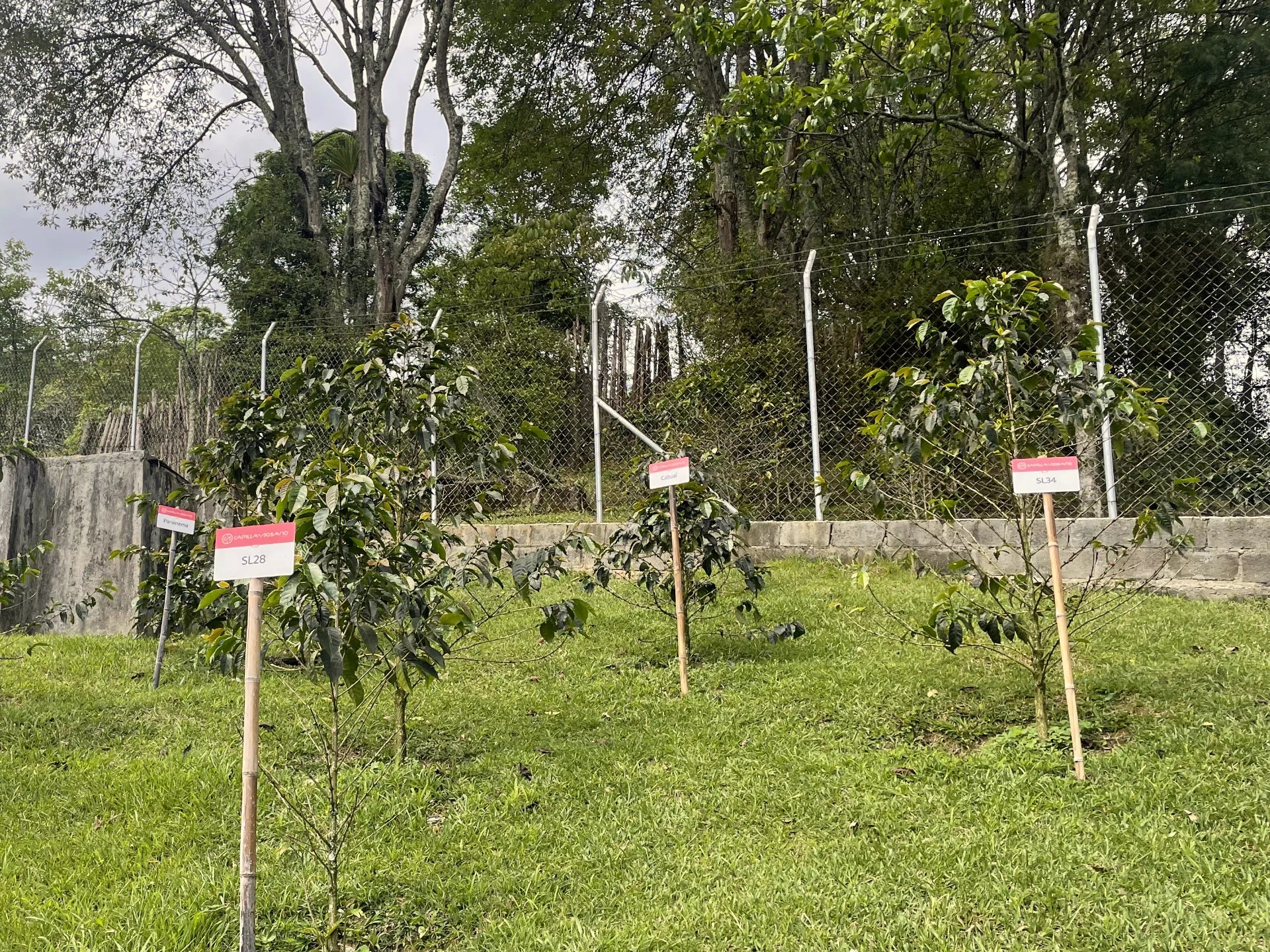 Here you can see part of the variety garden on the Capilla del Rosario farm, which Philip visited in Colombia in 2023.