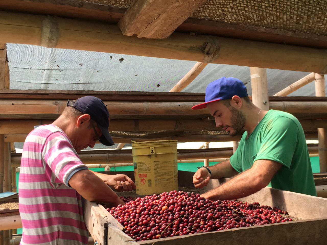 Omar Arango Tinoco and Nikolai checking the quality of freshly harvested coffee cherries.