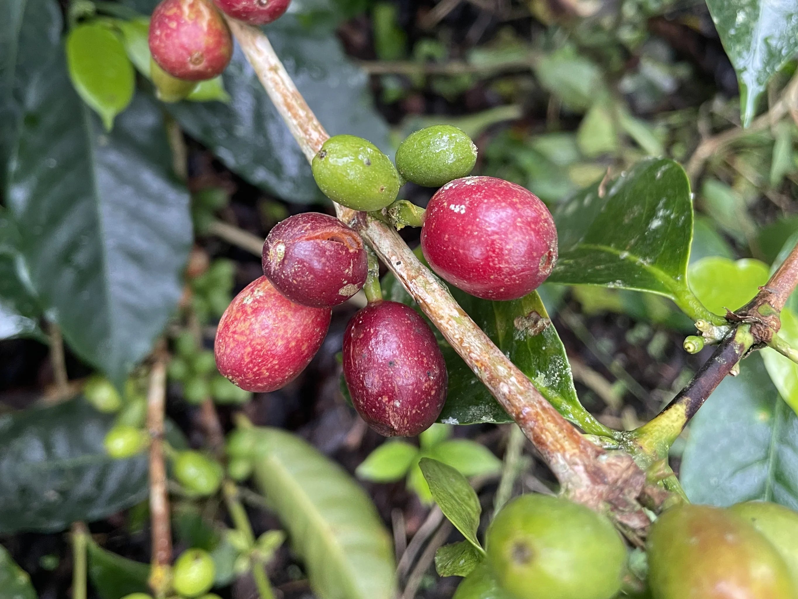 Reife und unreife Kaffeekirschen auf der Finca San Luis in Kolumbien.