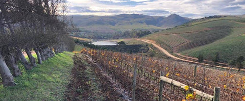 1-click off Blank Bottle vineyard - South Africa