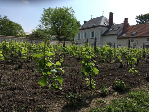Picture of the vineyards in Champagne