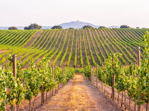 Alentejo vineyards in Portugal