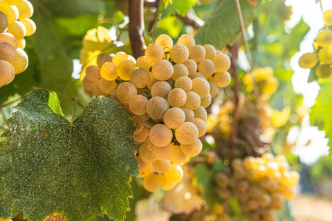 Alvarinho grape variety